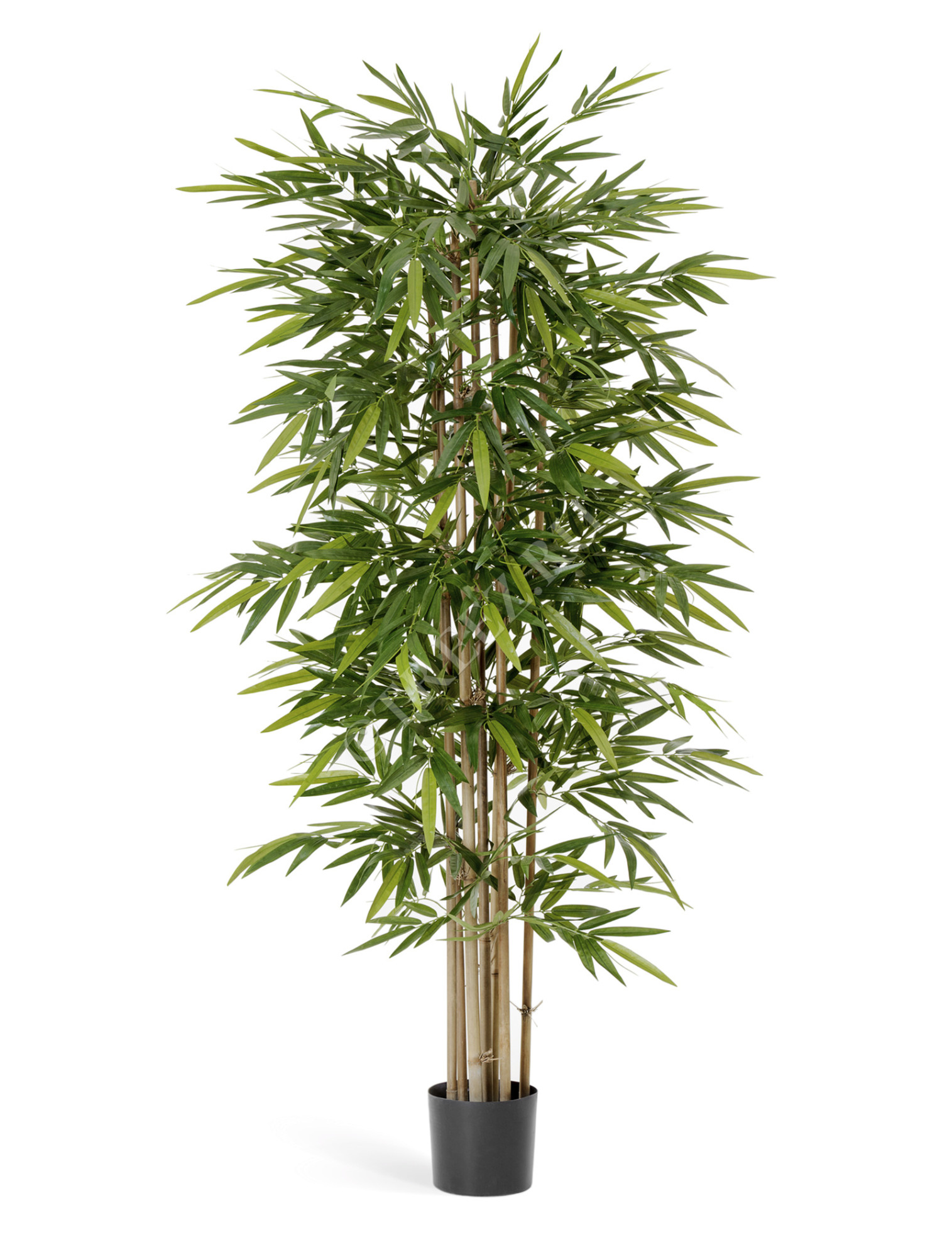 10.34604N Бамбук Новый Цветочная коллекция 