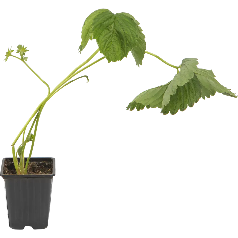 Земляника садовая «Дероял» 9x15 см PLANTMARKET STLM-2002140
