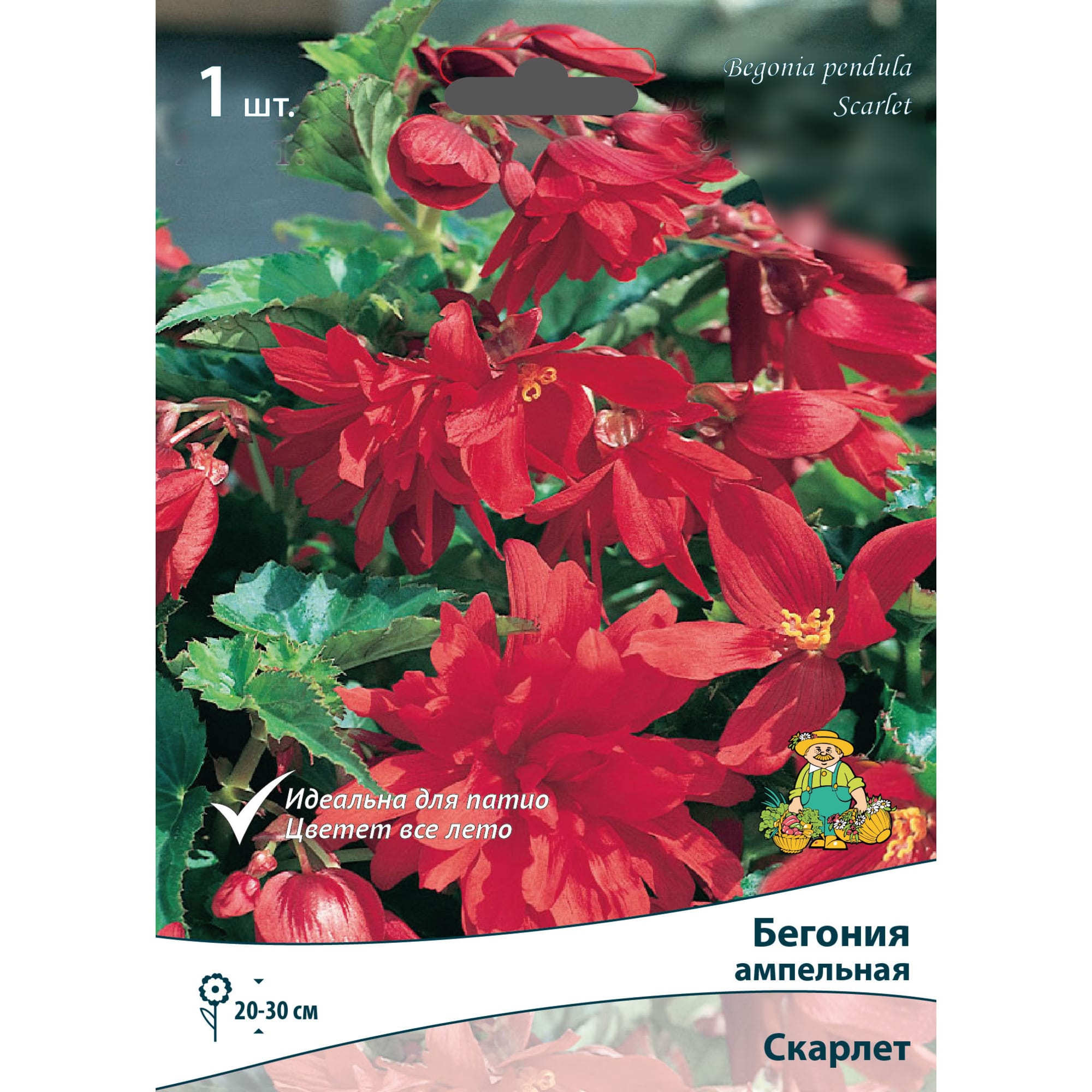 83593710 Бегония ампельная Скарлет луковица 5/6 Santreyd 