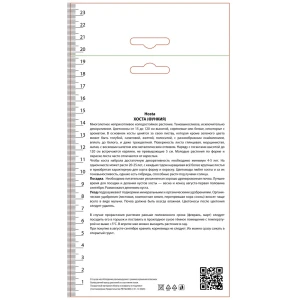 Хоста гибридная Пьедмонт Голд 89452331 STLM-2103462