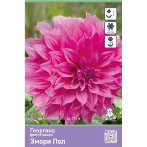 Георгина декоративная Эмори Пол
