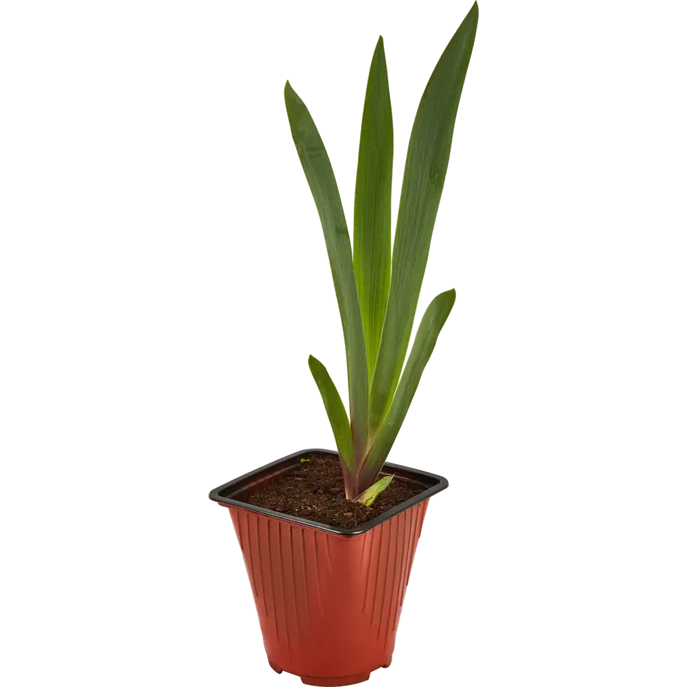 Santreyd Ирис сибирский - фиолетово-синий многолетник для сада 82560428 STLM-0029948 - Вид №1