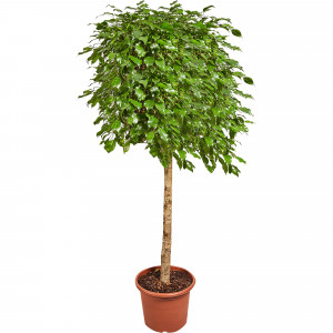 82849684 Фикус экзотика 40х180 см