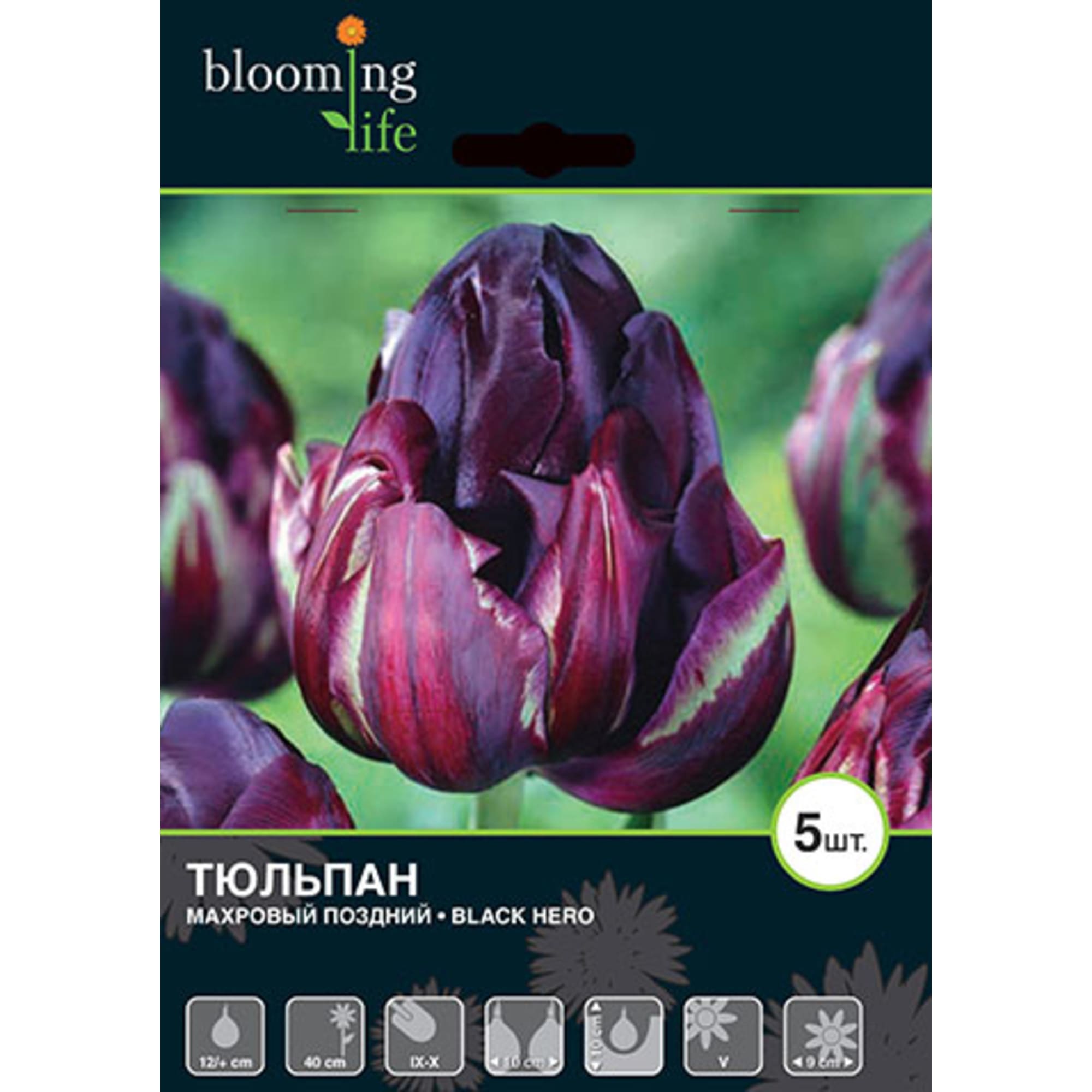 17977424 Тюльпан «Блэк Хироу» Santreyd  - Вид №2
