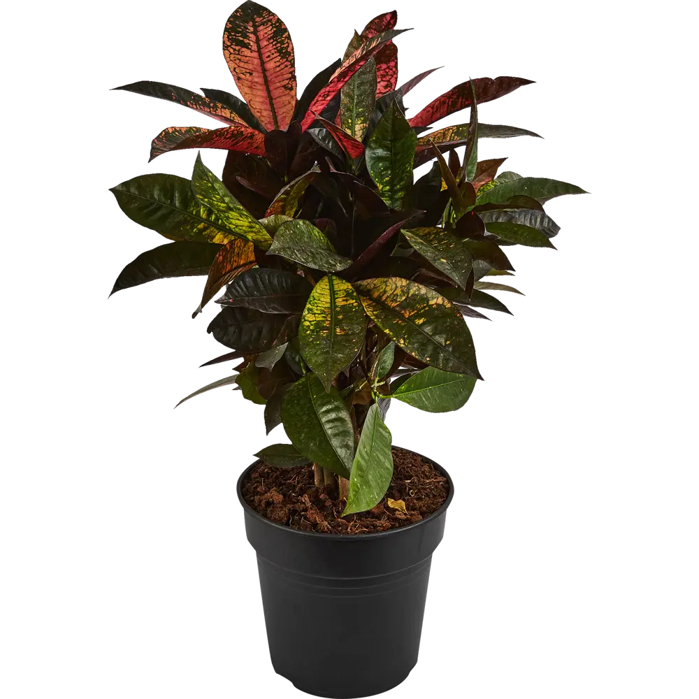 Santreyd Кодиеум Миссис Айстон — живая картина в вашем интерьере 87819668 STLM-1535115 - Вид №1