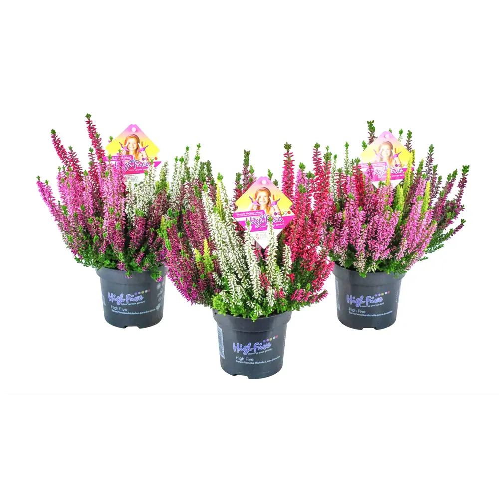 Santreyd Вереск Бьюти Ледис Хай Файв - вечнозеленый кустарник с красными цветами 89383117 STLM-1351618