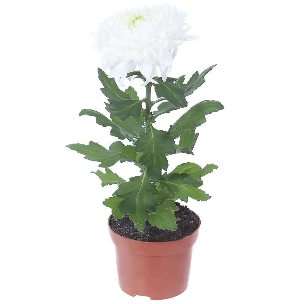 Santreyd Хризантема «Супернова» - многолетнее цветущее чудо 82023610 STLM-0017812 - Вид №2