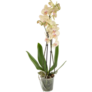 Орхидея Фаленопсис Торино ø12 h65 см