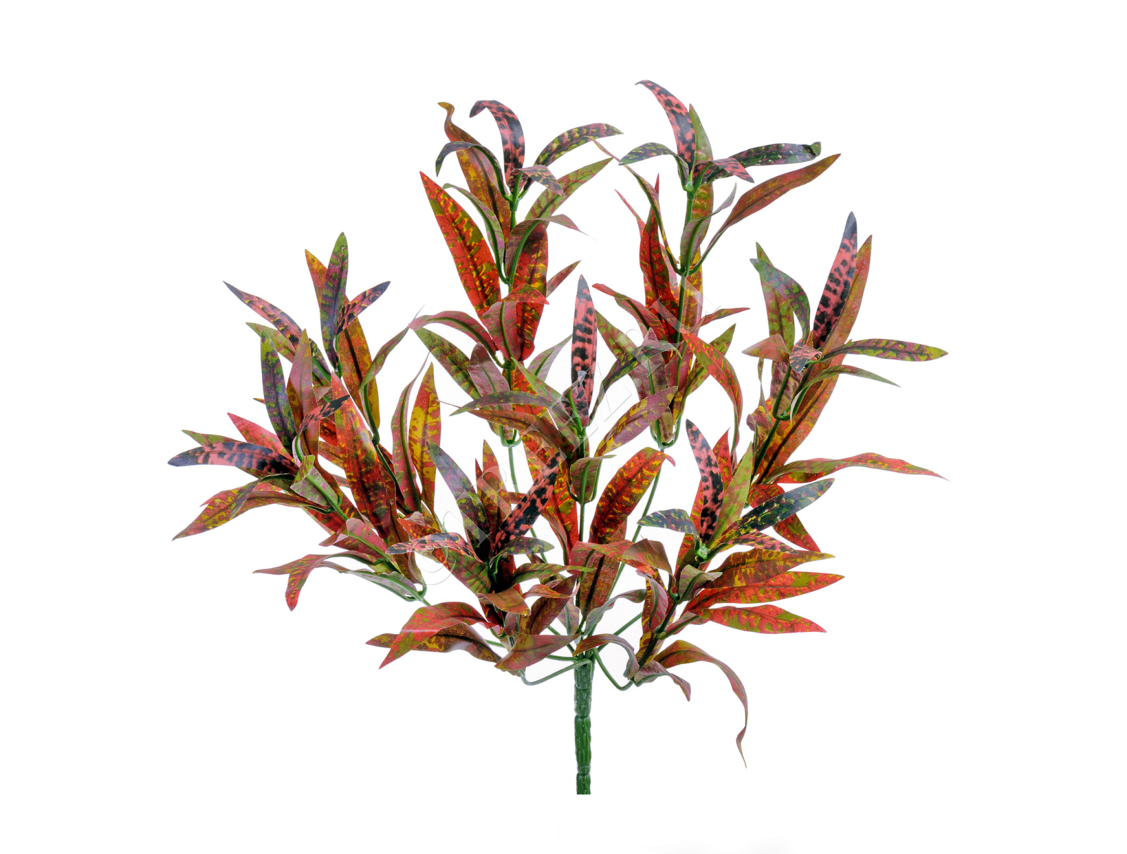 20.01161200RG Спайдер-кротон красно-жёлто-зелёный куст Цветочная коллекция 