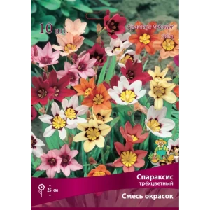Спараксис трёхцветный Бордо микс луковица 5 83598119 STLM-2134769