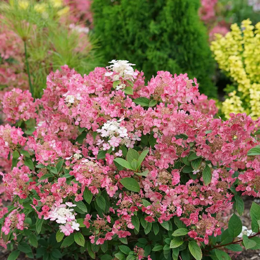 Гортензия метельчатая Литтл Квик Файр ø15 h35 см 89365256 STLM-2001656 PLANTMARKET 