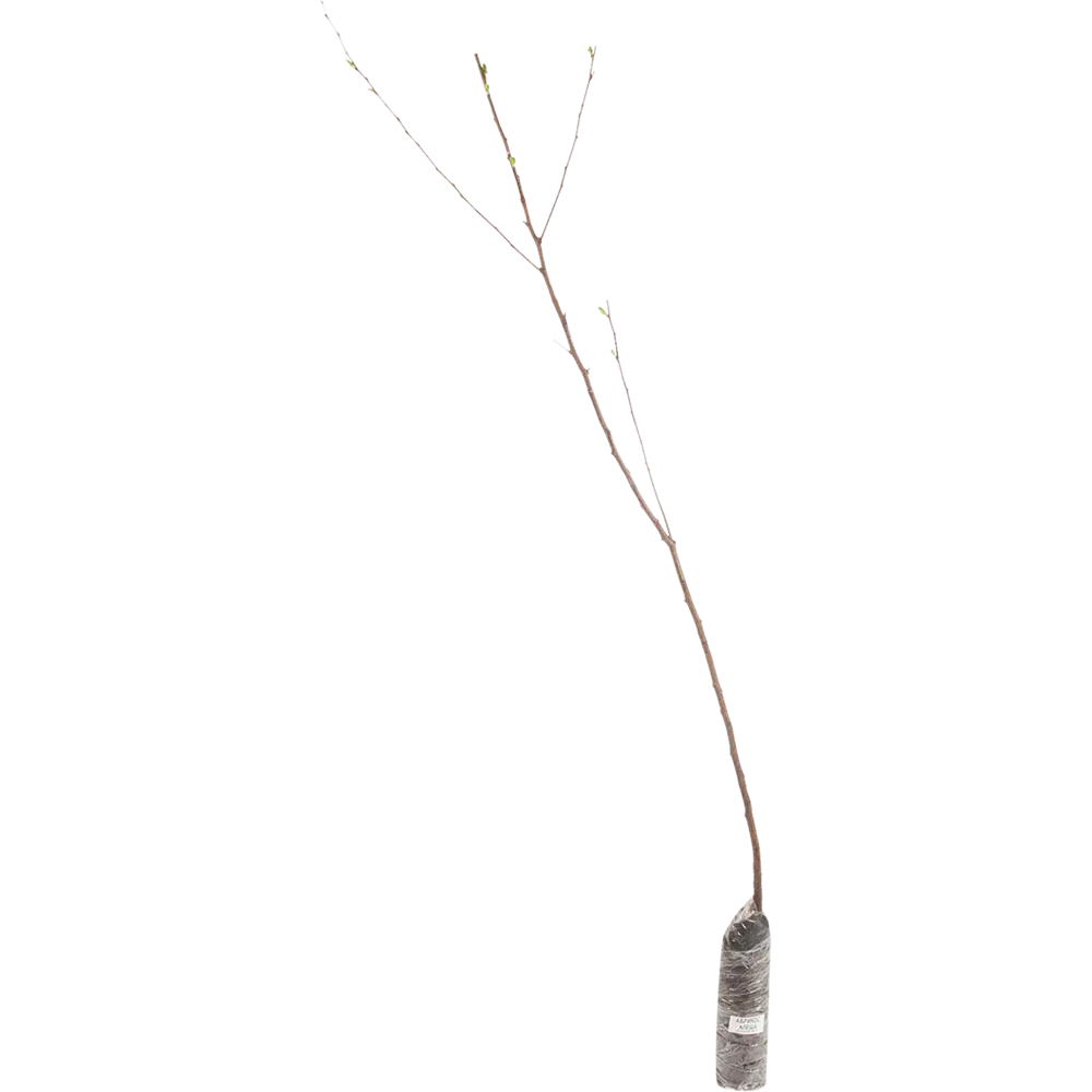 Абрикос «Алёша» в коробке 82155332 STLM-2175447 Santreyd  - Вид №2