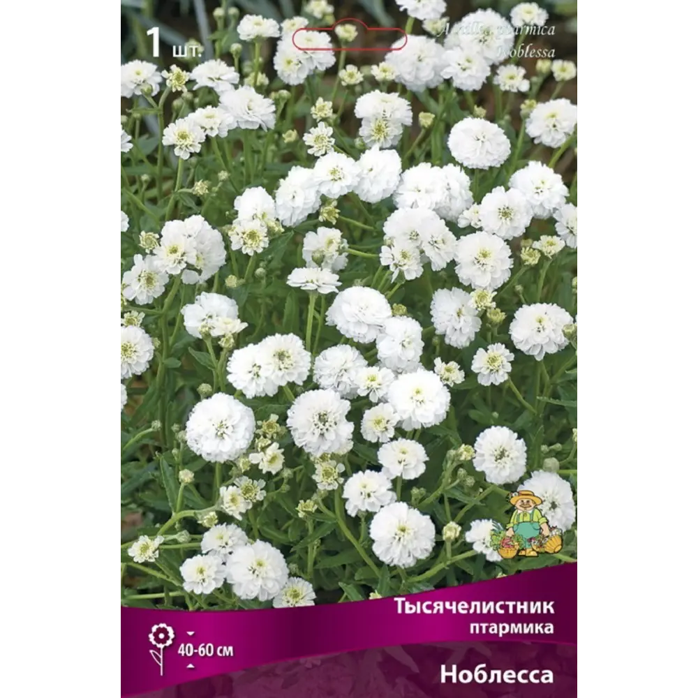 Тысячелистник птармика Ноблесса ПОИСК STLM-2021222