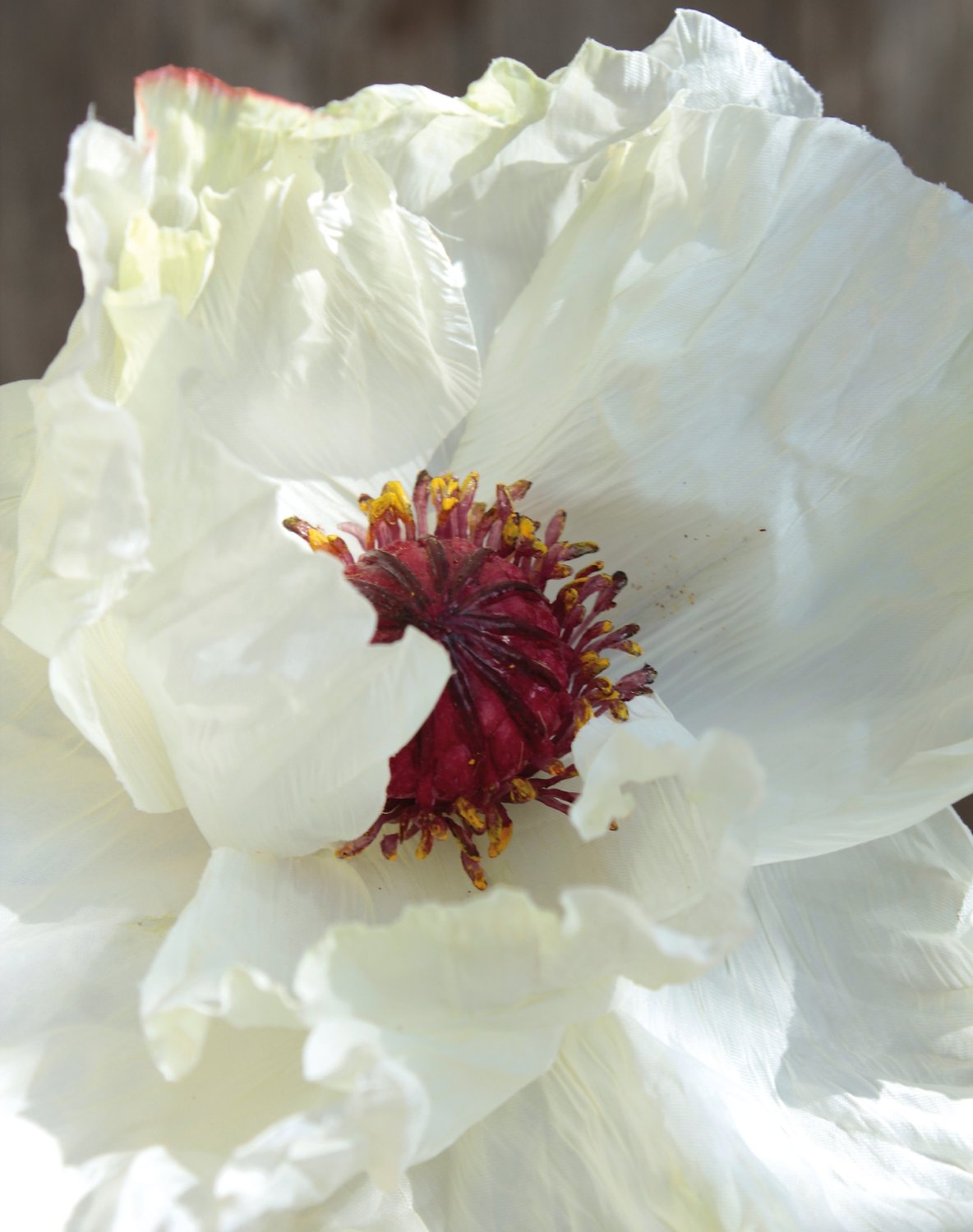 4559 778 a3 Мак искусственный, 1 цветок, 1 бутон, 90 см, бежево-белый H-andreas 