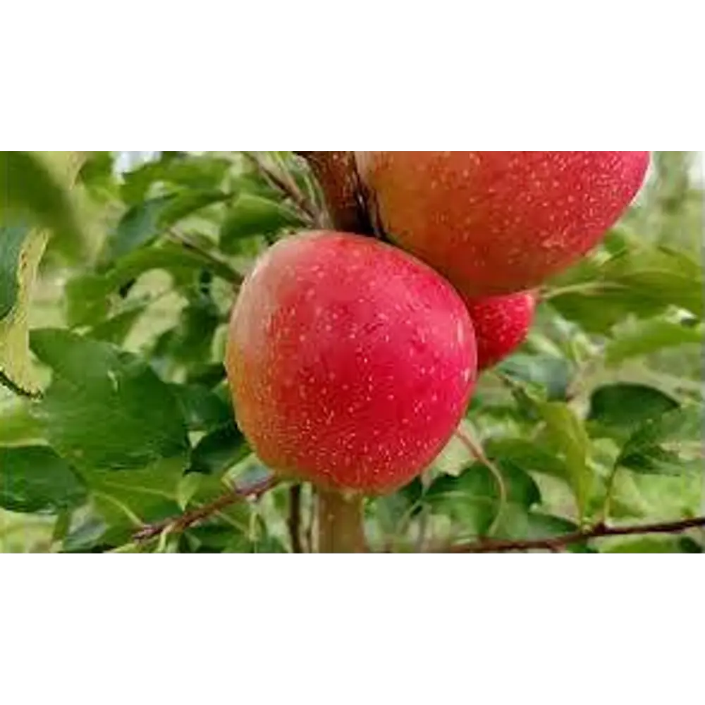 Саженец яблони Найдаред - морозостойкий сорт с красными плодами 89432290 PLANTMARKET STLM-1581416