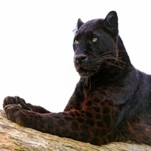 WP00529 Фотообои Verol Фотообои decoline 1х1 м