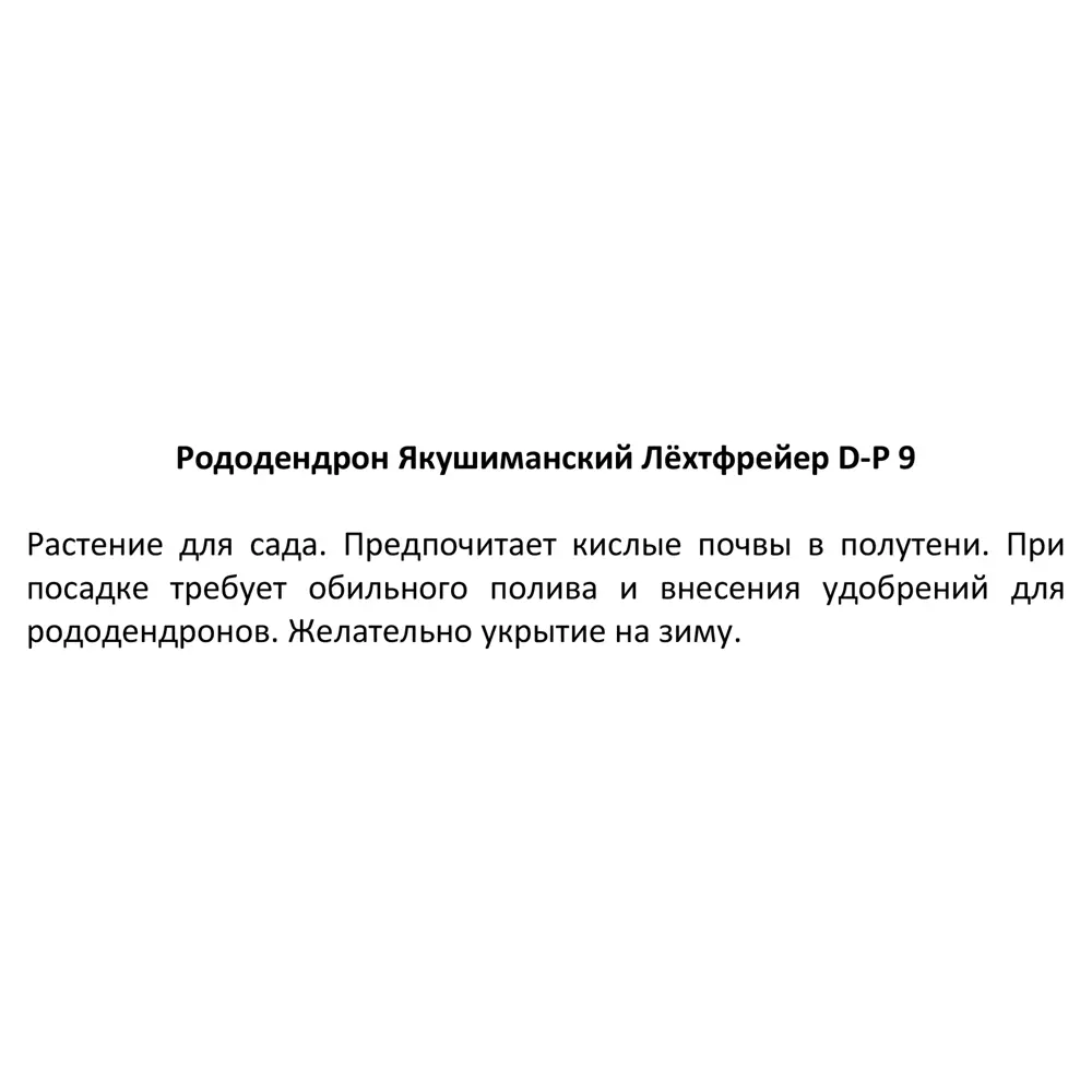 Рододендрон якушиманский Лёхтфейер ø9 h15 см Цветочный альянс 84544681 STLM-2019132 Santreyd  - Вид №2