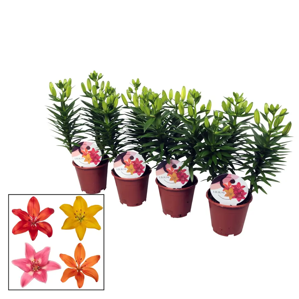 Лилия Азиат микс - цветущее комнатное растение в горшке ø13 см 89434600 Santreyd STLM-1583214