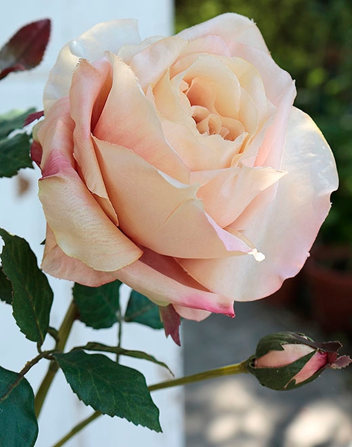 2543 553 a2 Шелковая роза, 1 цветок, 2 бутона, 110 см, абрикос H-andreas  - Вид №2