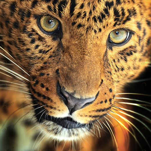 A1-084 Фотообои DIVINO Collection A 2.7х1 м A1084