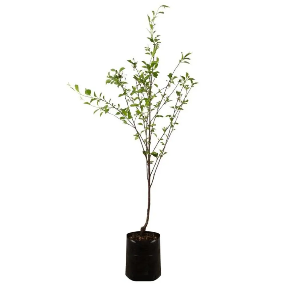 Саженец плодового дерева Черешня Речица ø22 h100 см 89432296 STLM-2132970 PLANTMARKET  - Вид №1