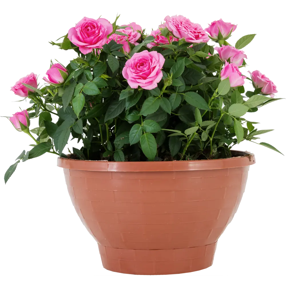 Santreyd Роза Кордана миниатюрная в декоративном кашпо 82895032 STLM-0037687