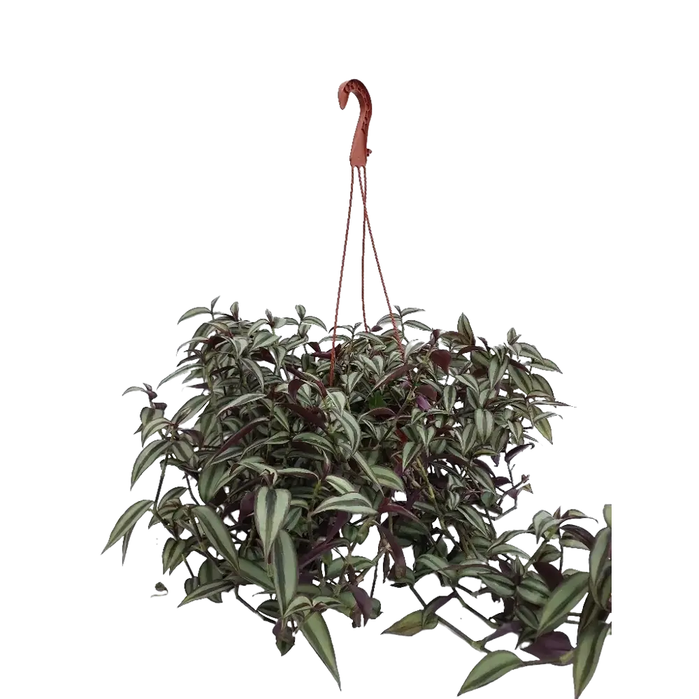 Santreyd Традесканция Зебрина в кашпо — изящное украшение интерьера 85535972 STLM-1347398