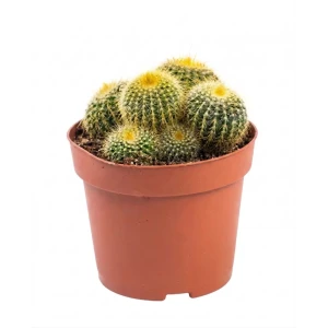 Кактус Экзотик микс ø11 h15 см 89464615 STLM-2123825