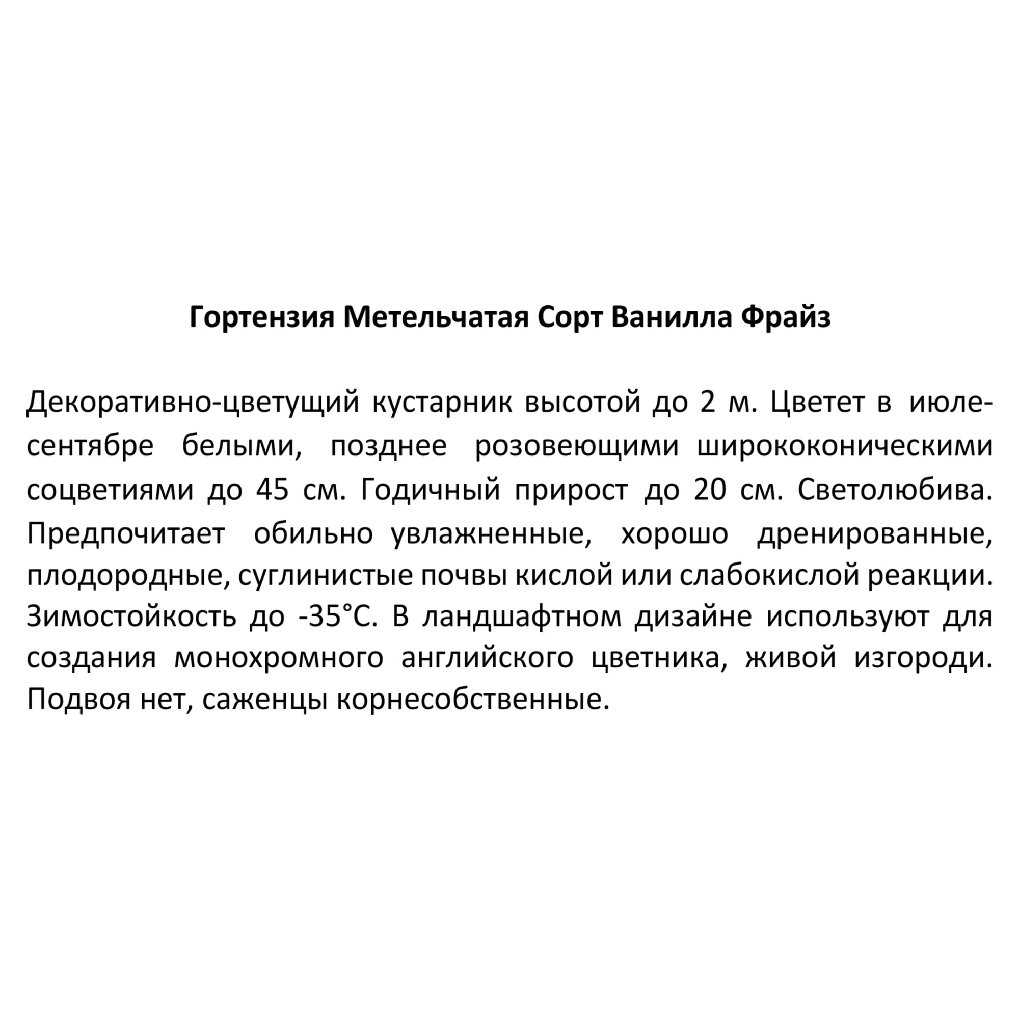 82594839 Гортензия метельчатая «Ваниль Фрайз» 15x20 см Santreyd  - Вид №2