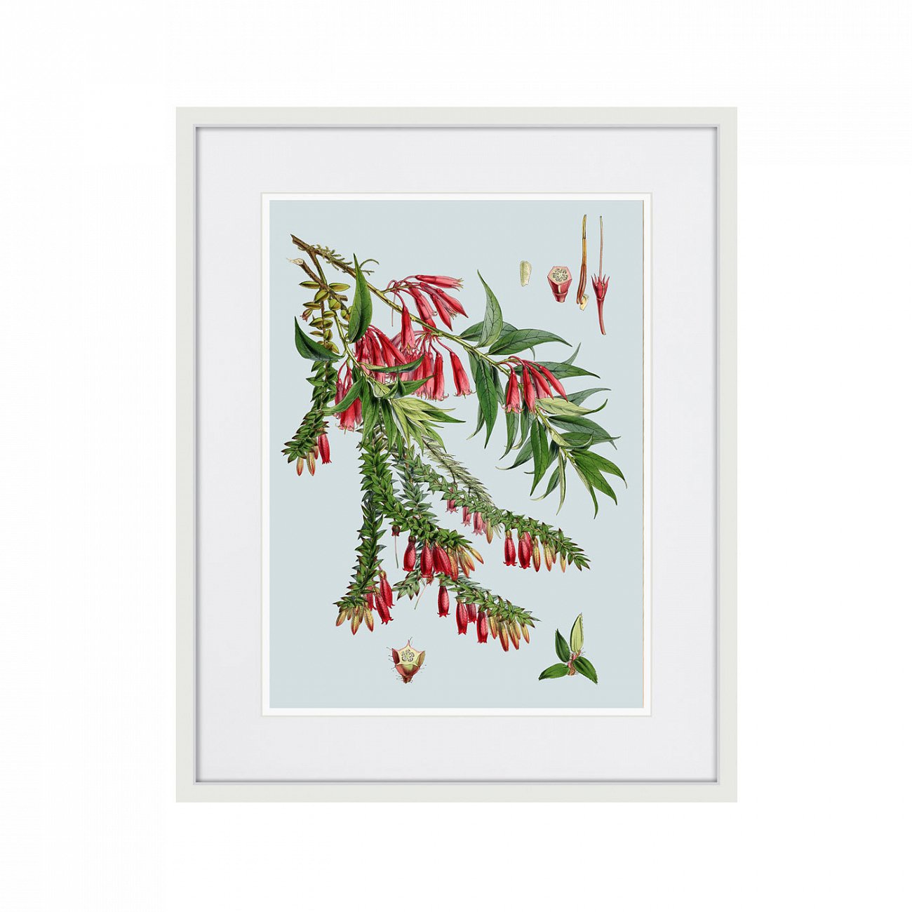 Картина в раме 52х42 см Himalaya Plants Red Flower Branch, 1869г. КАРТИНЫ В КВАРТИРУ  264421 Зеленый;розовый;разноцветный  - Вид №1