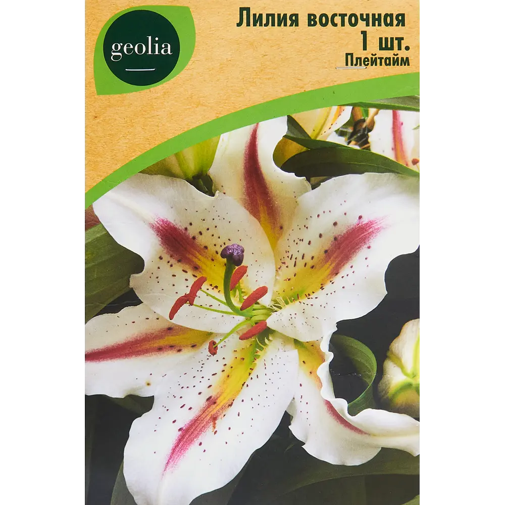 Лилия Geolia восточная Плейтайм 86408626 STLM-2046053 