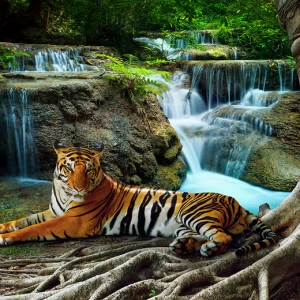 B1-074 Фотообои DIVINO Collection B 2.7х3 м