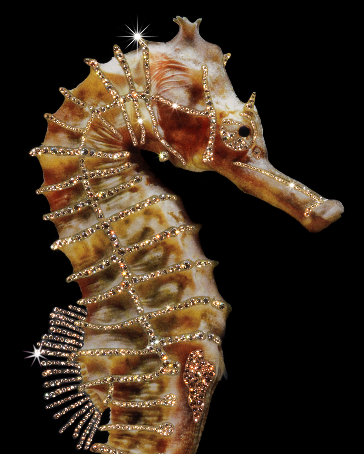 Hippocampus Смешанная техника Visionnaire  - Вид №2