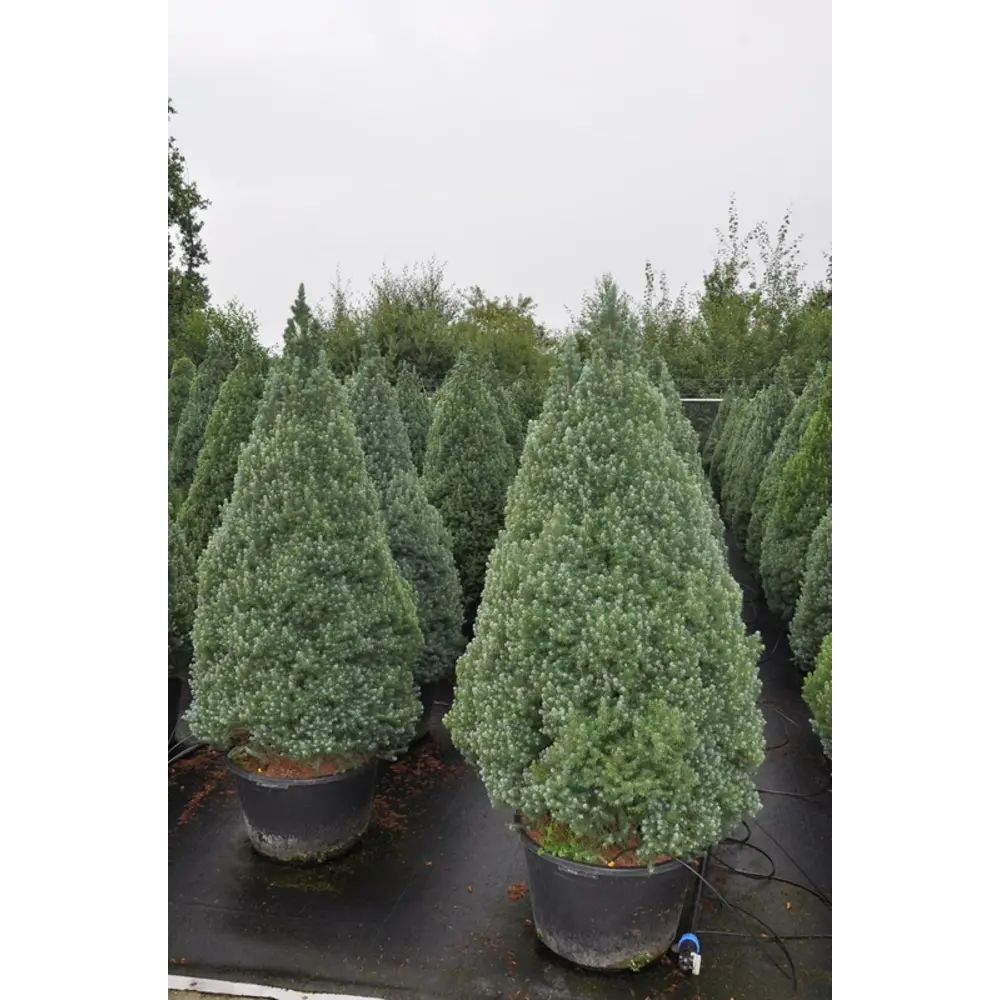 Ель сизая Сандерс Блю ø22 h65 см 84834210 STLM-2018627 PLANTMARKET 