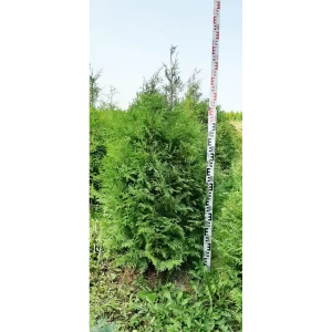 Туя западная Брабант ø44 h100-120 см 85923194 STLM-2184782