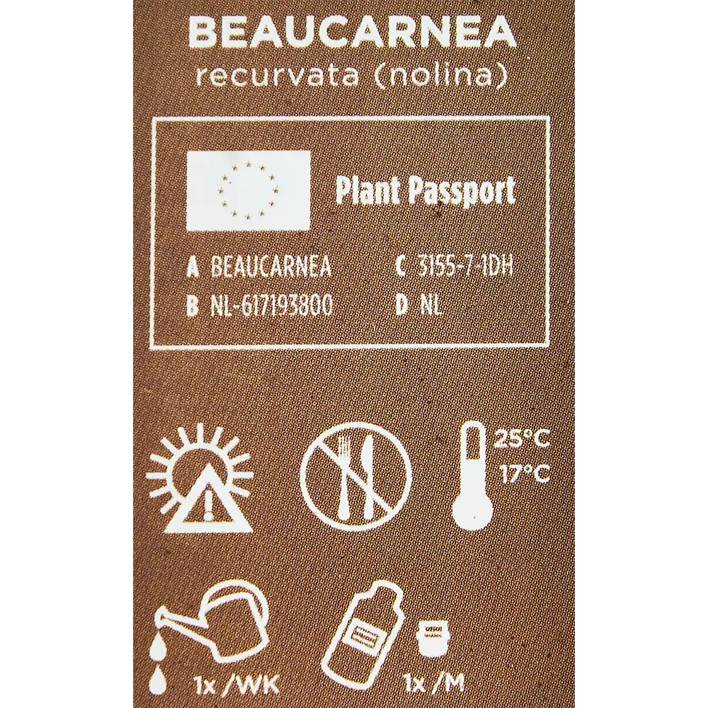 Santreyd Нолина 'Конский хвост' - комнатное растение с раскидистыми листьями 87959837 STLM-0962125 - Вид №3