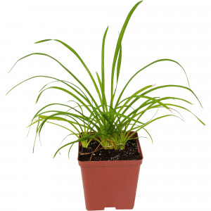 82595152 Лилейник «Найт Бекон» 15x15 см