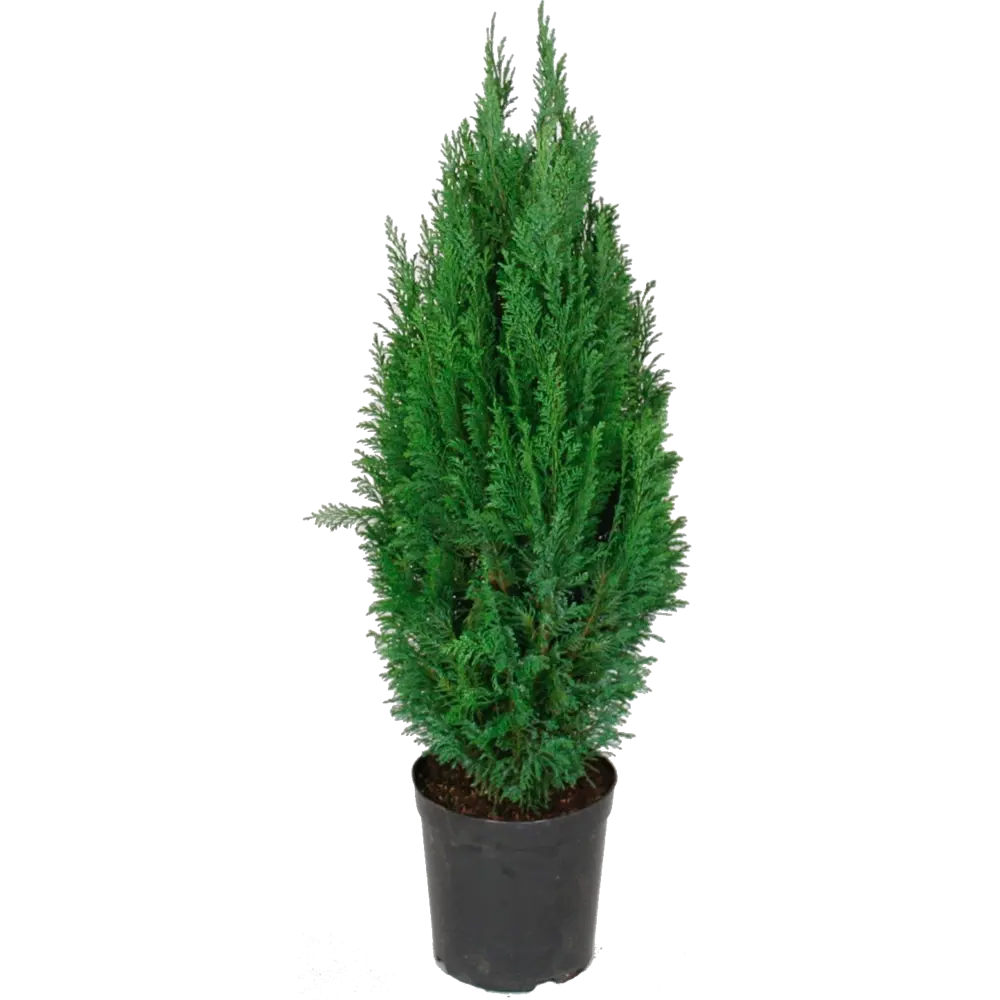 Кипарисовик лавсона «Колумнарис» 17x60 см 82598165 STLM-2067503 Santreyd 