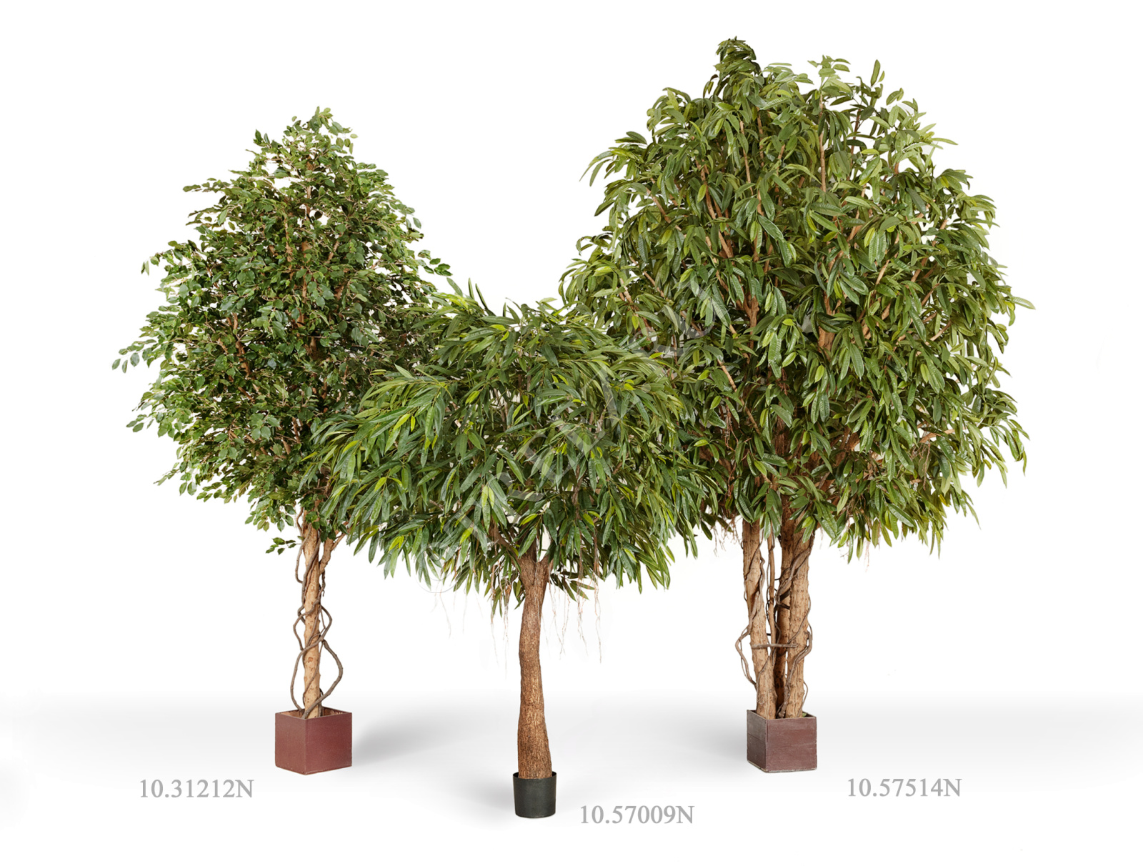 10.31212N Фикус Бенджамина Гигантский Цветочная коллекция  - Вид №1