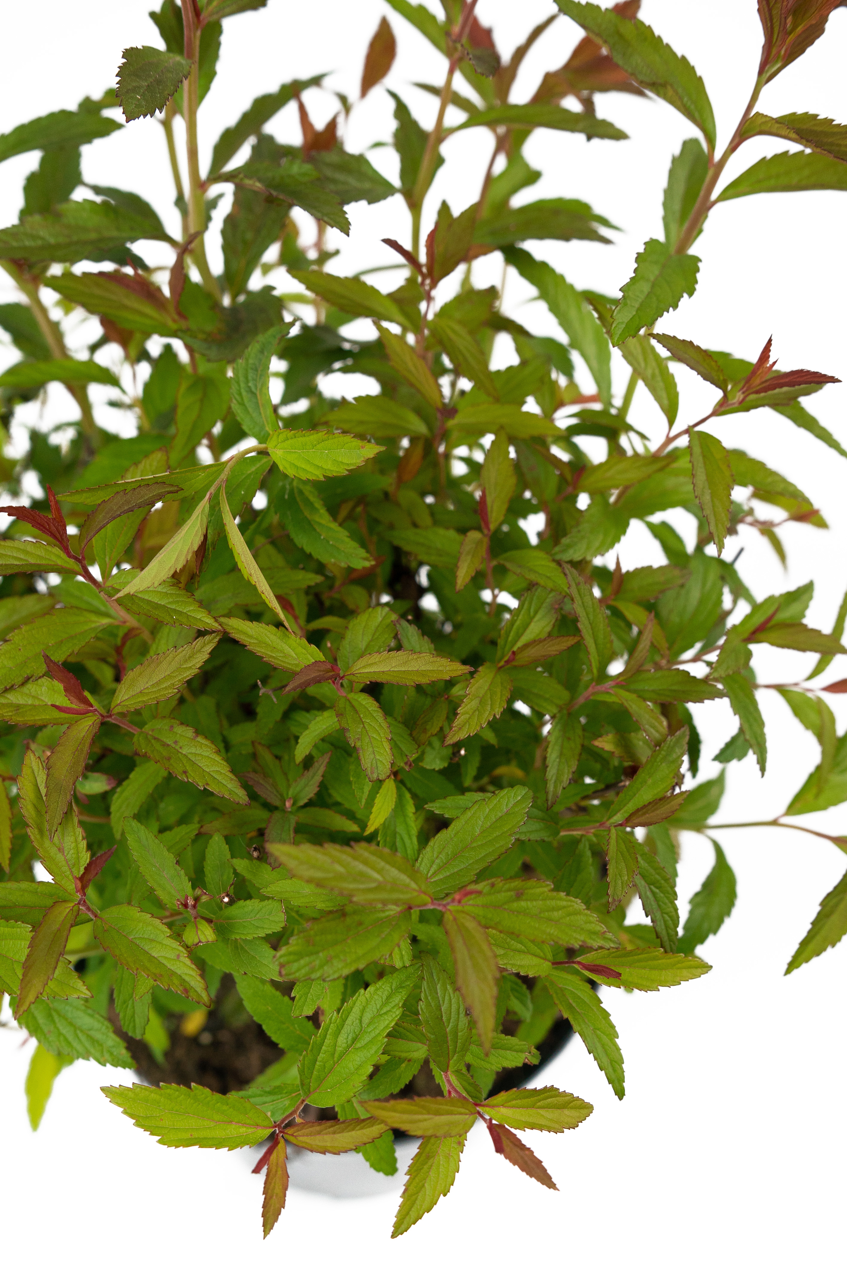 Спирея японская Anthony Waterrer - саженец цветущего растения 84841615 Santreyd STLM-0055907 - Вид №3