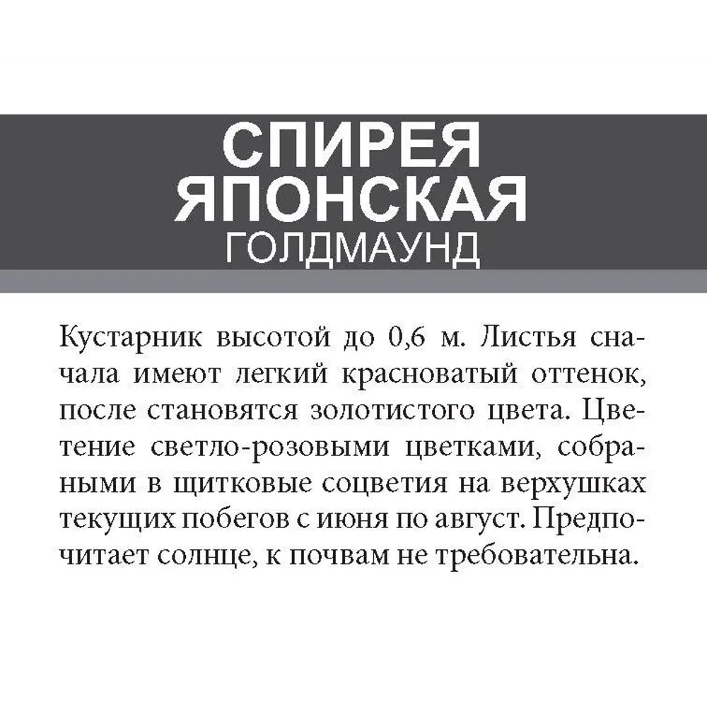 Спирея Голдмаунд ø15 h35 см 85670454 STLM-2104445 Santreyd  - Вид №1