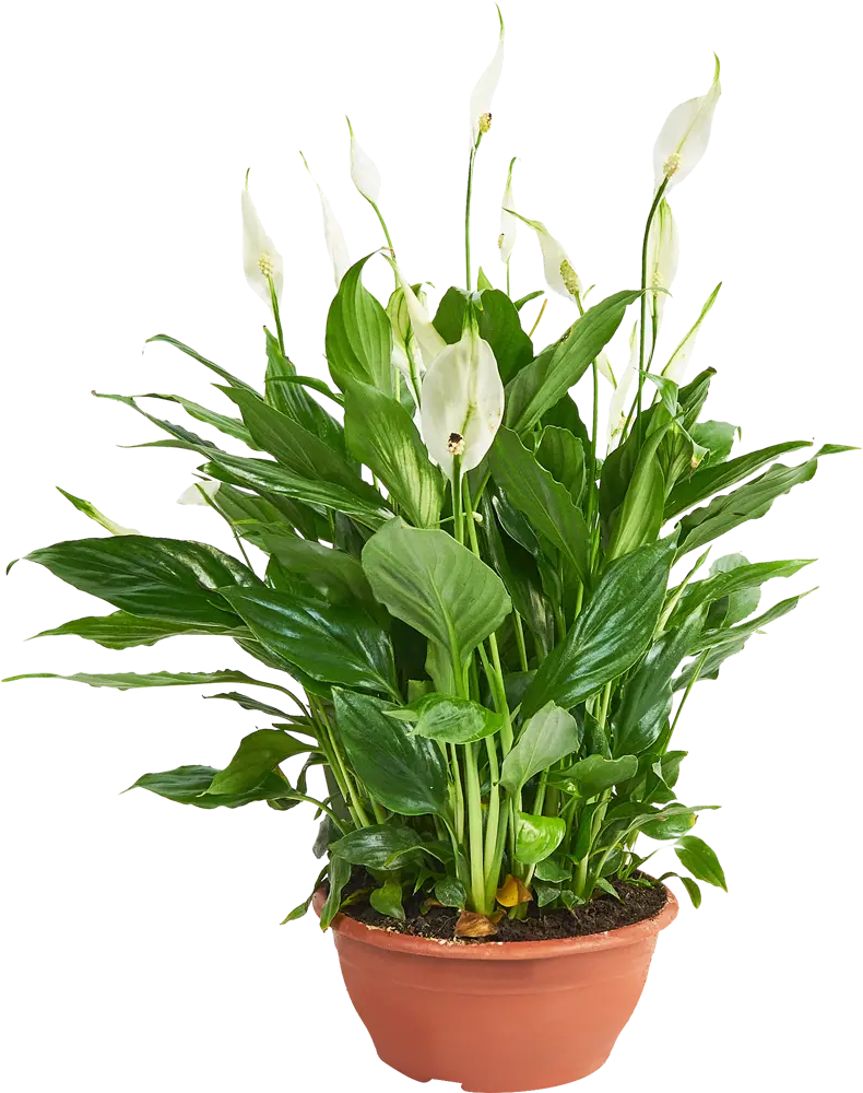 Santreyd Спатифиллум — изящное комнатное растение с белыми цветами 85324985