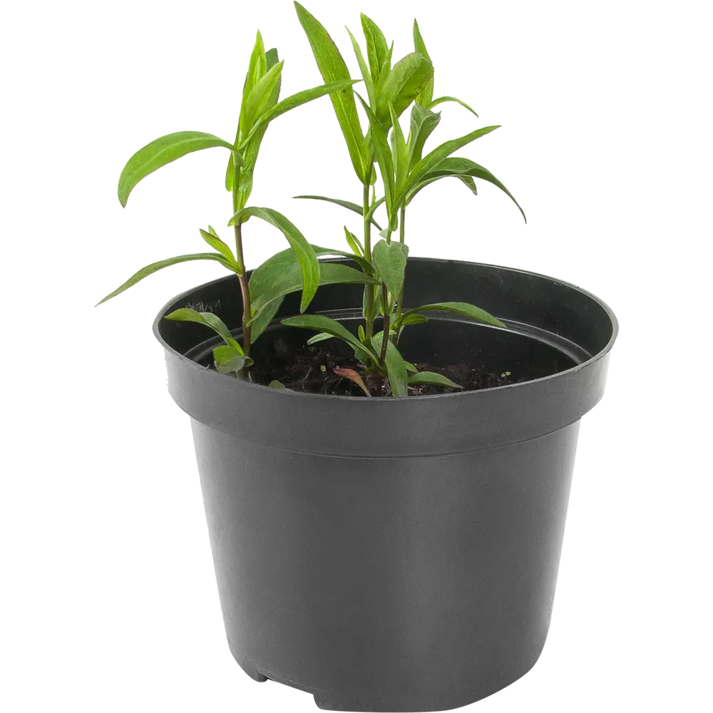 Астра «Аннеке» 15x55 см 82625223 STLM-2027902 PLANTMARKET 