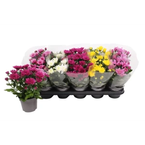 Santreyd Хризантема Махровая - пышное украшение сада 86750230