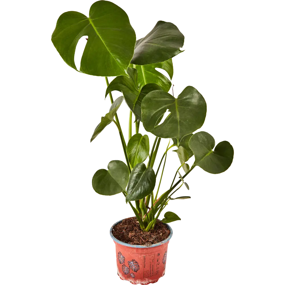 Santreyd Монстера Деликоса - тропическая элегантность в интерьере 87959836 STLM-1380502 - Вид №1