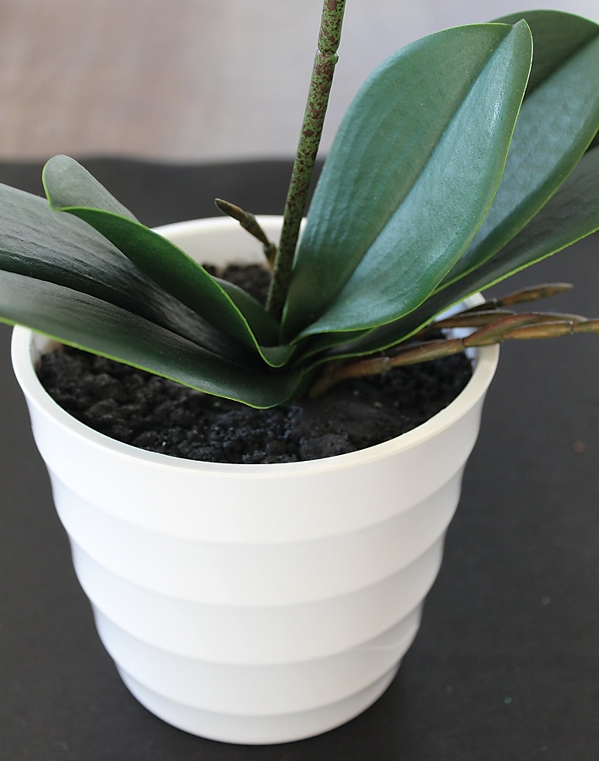 9701 778 a3 Пластиковая орхидея Phalaenopsis, горшечная, 56 см, real touch, бежево-белая H-andreas 
