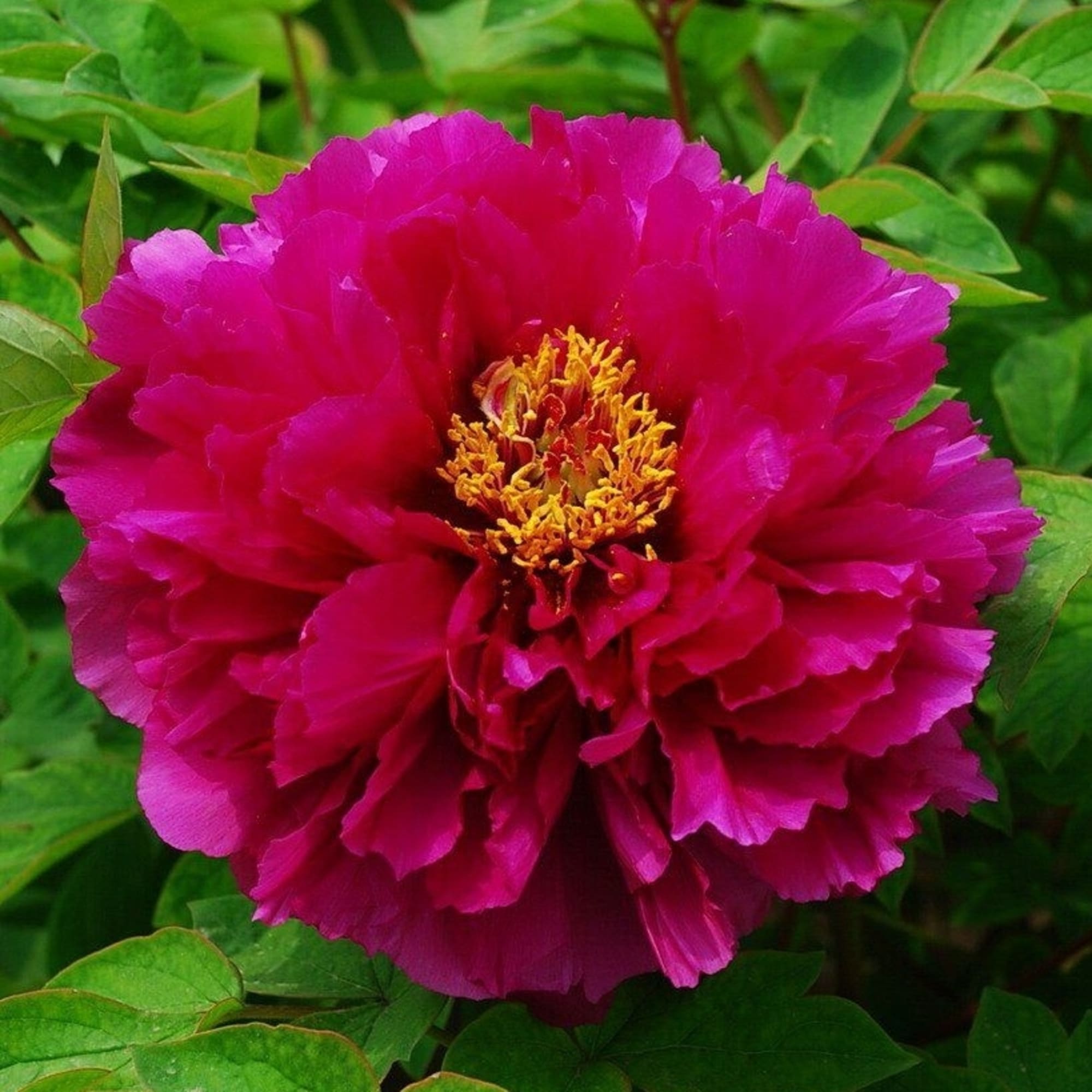 83431655 Пион древовидный Небесный полёт h30 см Santreyd  - Вид №3