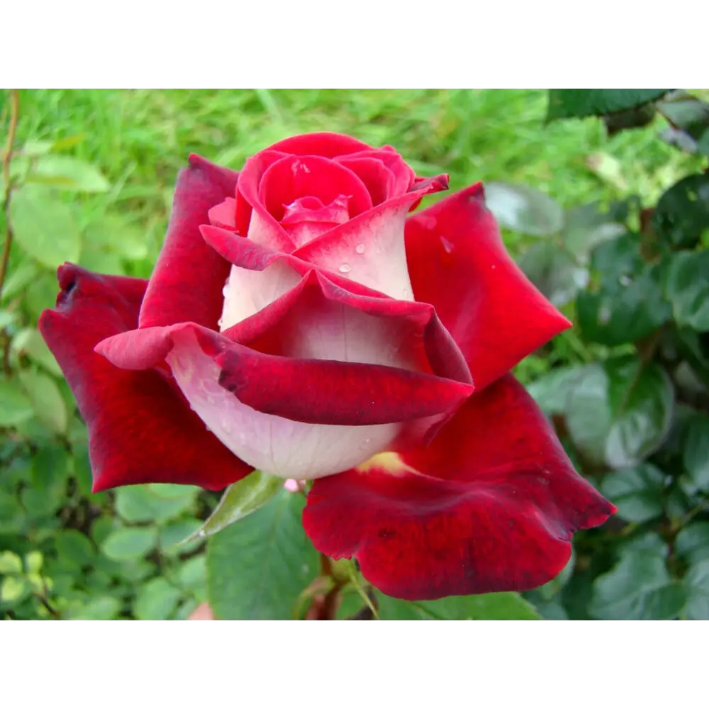Роза чайно-гибридная Осирия ø18 h20 см 89465461 STLM-2002936 PLANTMARKET 