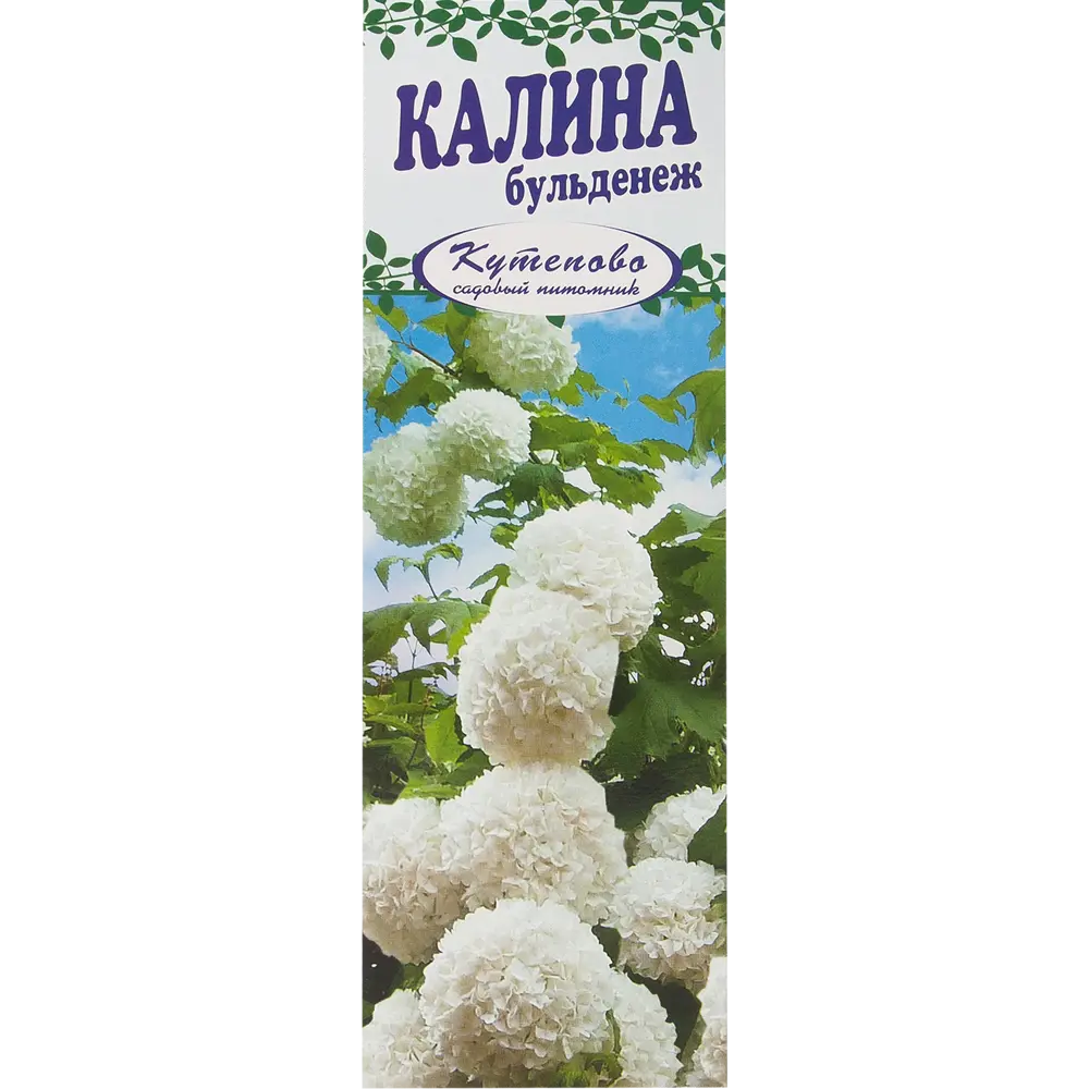 Калина Буль Де Неж в коробке 17496903 STLM-2060956 Santreyd 