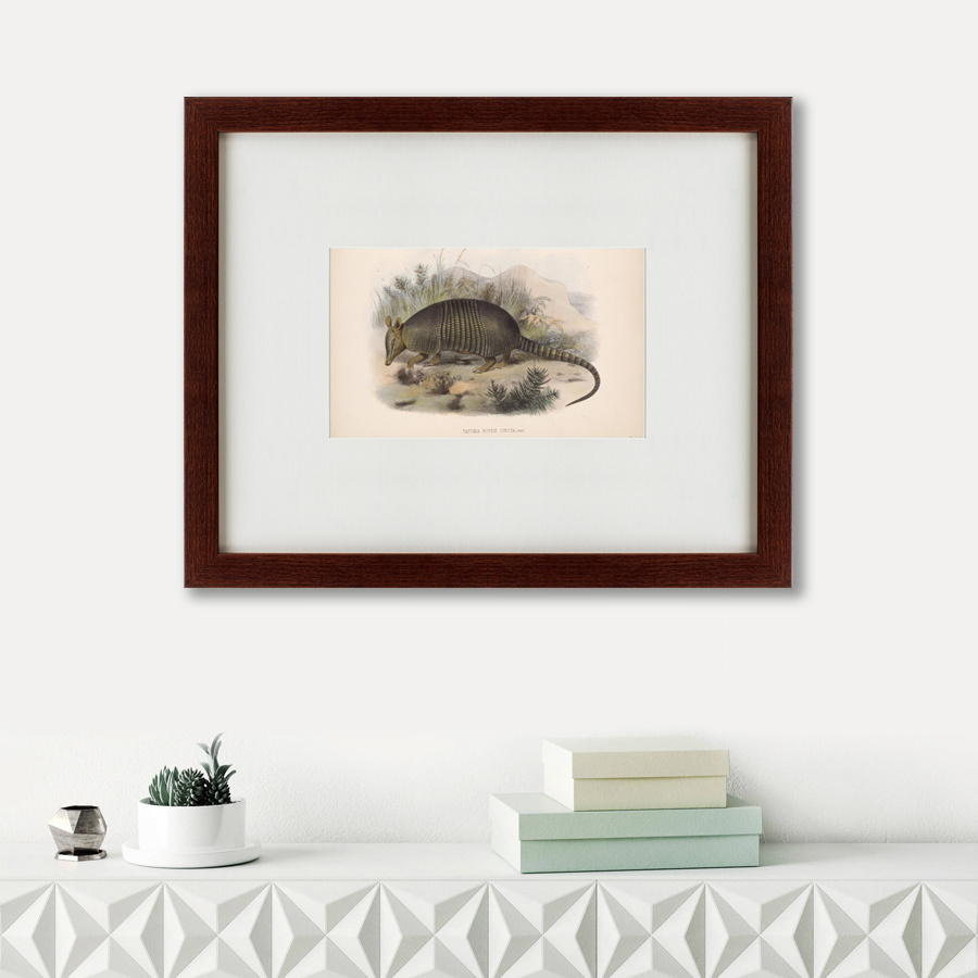 Литография на тонированной бумаге 42х52 см Armadillo, 1860 КАРТИНЫ В КВАРТИРУ  135712 Белый;коричневый;разноцветный  - Вид №1